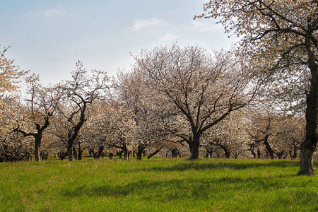 An old orchard blooming in the spring blue sky and green grassの写真素材