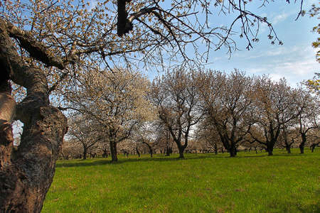 An old orchard blooming in the spring blue sky and green grassの写真素材