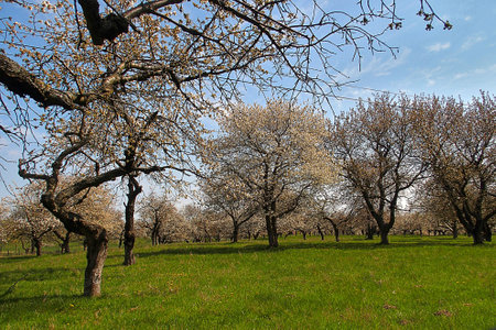 An old orchard blooming in the spring blue sky and green grassの写真素材