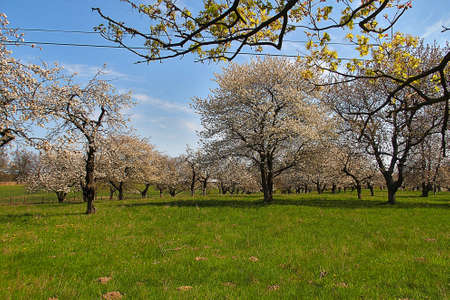 An old orchard blooming in the spring blue sky and green grassの写真素材