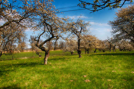 An old orchard blooming in the spring blue sky and green grassの写真素材