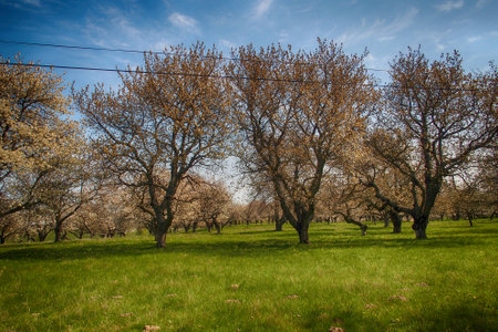 An old orchard blooming in the spring blue sky and green grassの写真素材