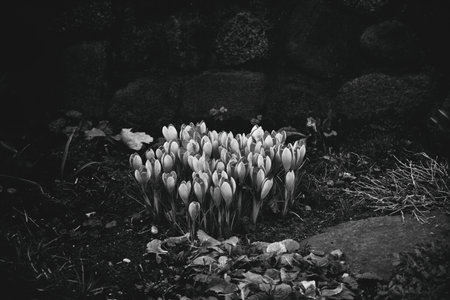 Spring colored crocuses growing in the gardenの写真素材