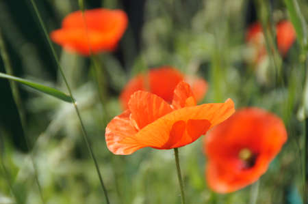 red poppies on a summer meadow on a sunny day in Polandの写真素材
