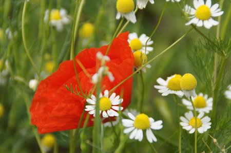 red poppies on a summer meadow on a sunny day in Polandの写真素材