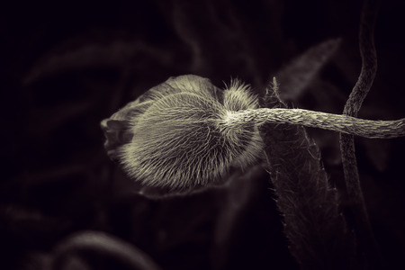 red poppies on a summer meadow on a sunny day in Polandの写真素材