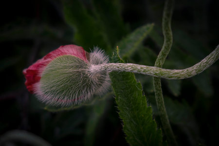 red poppies on a summer meadow on a sunny day in Polandの写真素材
