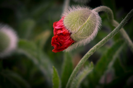 red poppies on a summer meadow on a sunny day in Polandの写真素材