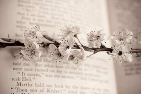 spring twig with white apple blossoms on the bookの写真素材