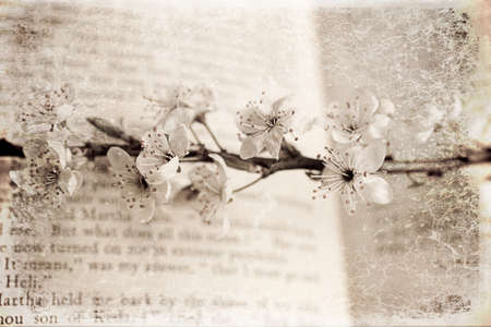 spring twig with white apple blossoms on the book