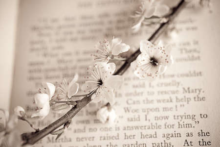 spring twig with white apple blossoms on the bookの写真素材
