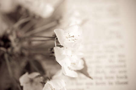 spring twig with white apple blossoms on the bookの写真素材