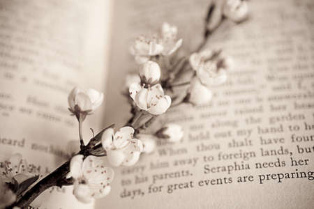 spring twig with white apple blossoms on the bookの写真素材