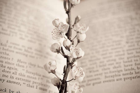 spring twig with white apple blossoms on the bookの写真素材