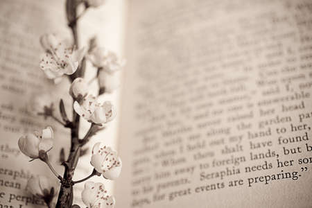 spring twig with white apple blossoms on the bookの写真素材