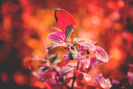 beautiful autumn red leaf shrub leaves in the midday sun