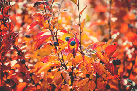 beautiful autumn red leaf shrub leaves in the midday sunの写真素材
