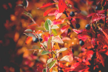 beautiful autumn red leaf shrub leaves in the midday sun