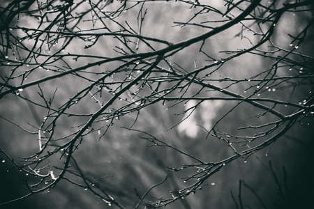 beautiful autumn plants with drops of water after the November freezing rainの写真素材