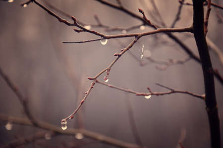 beautiful autumn plants with drops of water after the November freezing rainの写真素材