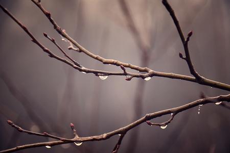 beautiful autumn plants with drops of water after the November freezing rainの写真素材