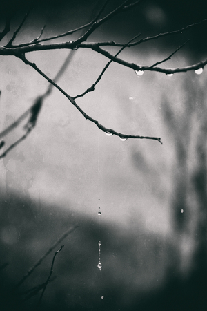 beautiful autumn plants with drops of water after the November freezing rainの写真素材