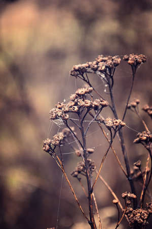 beautiful autumn plants with drops of water after the November freezing rainの写真素材