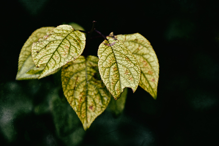 beautiful autumnal twig of trees with last green leaves
