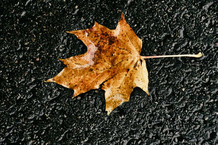 beautiful autumn leaf with rain drops lying on the streetの写真素材