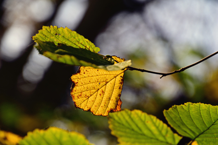 beautiful autumn colorful leaves on a tree branch in the warm rays of the sunの写真素材