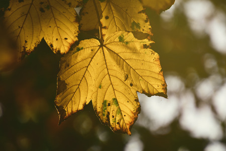 beautiful autumn colorful leaves on a tree branch in the warm rays of the sunの写真素材