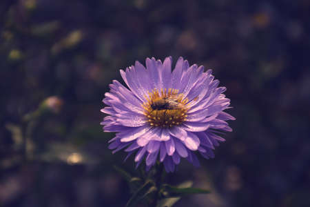 beautiful last autumn flowers in the garden illuminated with the morning sun with dew dropsの写真素材