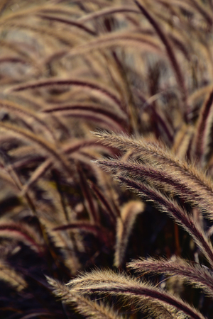 beautiful autumn ears of decorative grass in the evening garden with the evening sunの写真素材