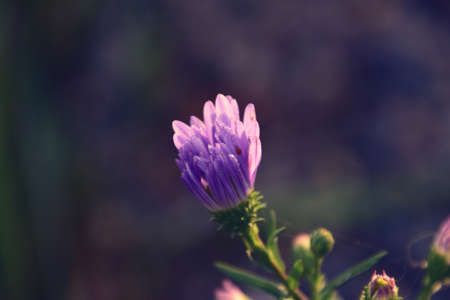 beautiful last autumn flowers in the garden illuminated with the morning sun with dew dropsの写真素材