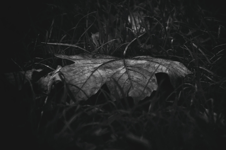 background with autumnal beautiful malpel leaf lying with green grassの写真素材