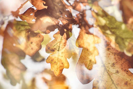 beautiful impressionistic background with autumn brown oak leaves illuminated by the warm sun