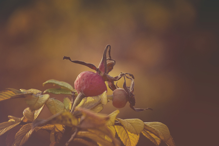 beautiful leaves of a wild rose bush in the morning autumn sunの写真素材