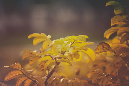 beautiful leaves of a wild rose bush in the morning autumn sunの写真素材
