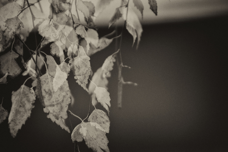 beautiful autumn golden birch leaves on a branchの写真素材