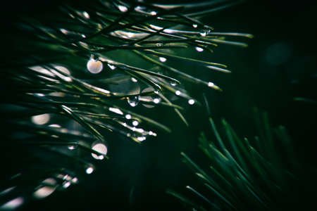 beautiful pine branch with drops of autumn rain in the autumn sunの写真素材
