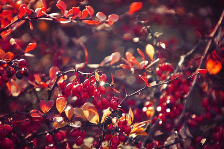 beautiful autumn red bush barberry in the rays of the morning sun,