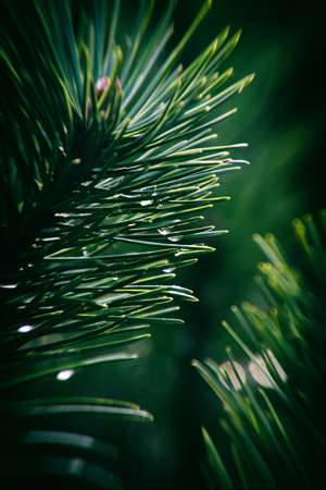 beautiful pine branch with drops of autumn rain in the autumn sun