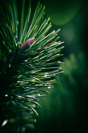 beautiful pine branch with drops of autumn rain in the autumn sun