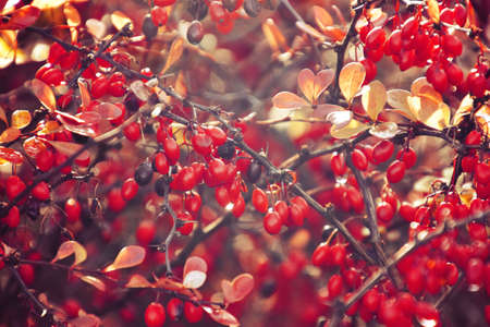 beautiful autumn red bush barberry in the rays of the morning sun,の写真素材