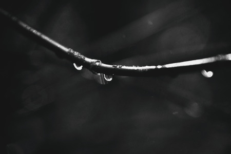 beautiful autumn tree branches dressed in leaves and raindrops shining in the sun