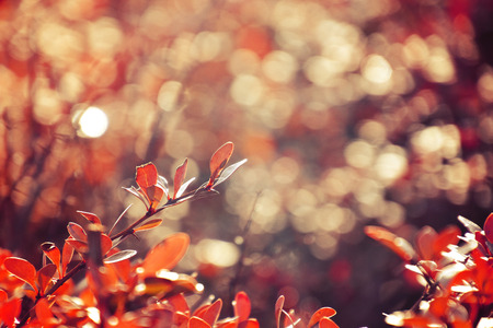 beautiful autumn red bush barberry in the rays of the morning sun,