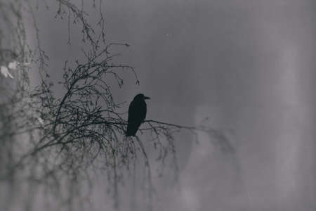 dark gothic picture of black birds sitting on a leafless birchの写真素材