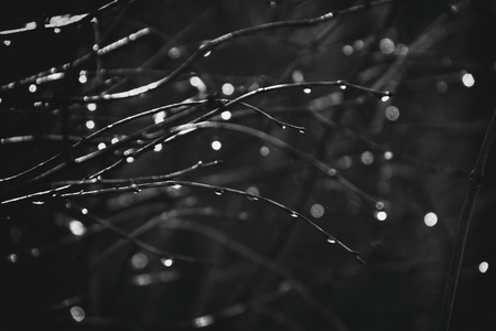 beautiful autumn tree branches dressed in leaves and raindrops shining in the sunの写真素材