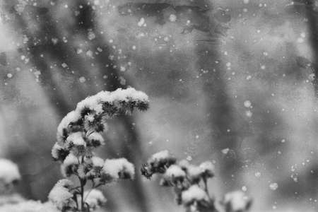 the first snow falling on a withered beautiful flower meadowの写真素材
