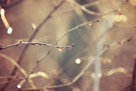 beautiful autumn tree branches dressed in leaves and raindrops shining in the sun